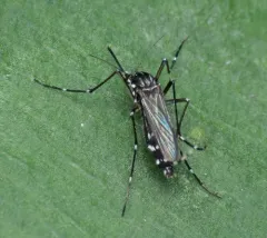 Asian Tiger Mosquito thumbnail 4
