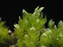 Fissidens ventricosus thumbnail 1