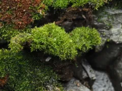 Red Beard-moss thumbnail 1
