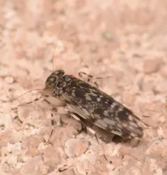 Japanese Barklouse thumbnail 3