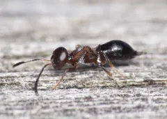 Brasema leucothysana thumbnail 2