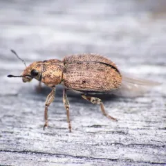 Clover Weevil thumbnail 2