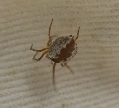 Mallos pallidus thumbnail 2