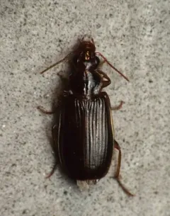 Plochionus timidus thumbnail 3