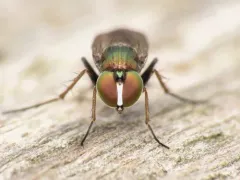 Dolichopus albiciliatus thumbnail 3