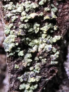 Clypeococcum hypocenomycis thumbnail 4