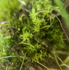 Bird's-Claw Beard-Moss thumbnail 2