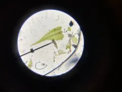 Lescuraea incurvata thumbnail 2