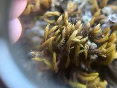 Spreading-leaved Grimmia thumbnail 3