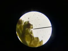 Hill Notchwort thumbnail 1