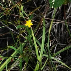Canada St. John's wort thumbnail 3