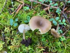 Clitocybe subditopoda thumbnail 1