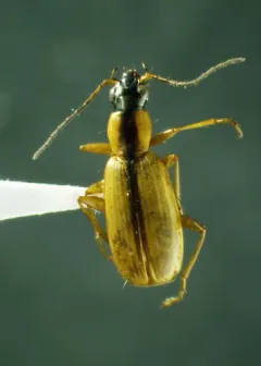 Agonum nigriceps thumbnail 3