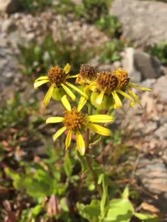 Thickleaf Ragwort thumbnail 4