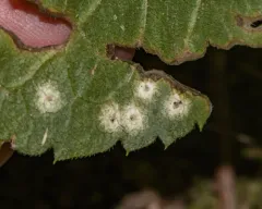 Asteromyia clarkei thumbnail 4