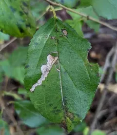Stigmella rhamnicola thumbnail 1