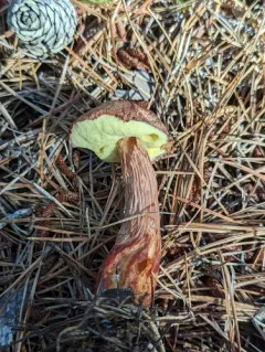 Aureoboletus projectellus thumbnail 3