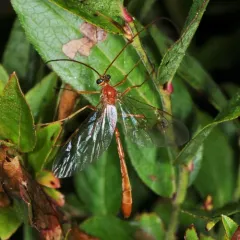 Enicospilus purgatus thumbnail 4