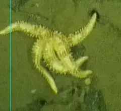 Sclerasterias tanneri thumbnail 1