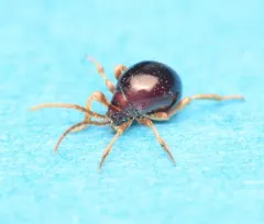 Smooth Spider Beetle thumbnail 3
