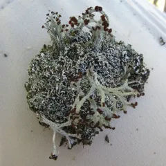 Split-peg Lichen thumbnail 4