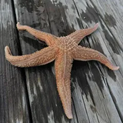 Common Sea Star thumbnail 3