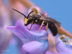 Hylaeus illinoisensis thumbnail 1