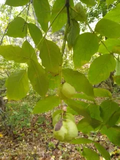 European bladdernut thumbnail 2