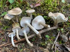 Hygrophorus pustulatoides thumbnail 3