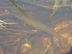 Spotted Gar thumbnail 1