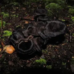 Eastern Black Trumpet thumbnail 1