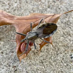 North American Wheel Bug thumbnail 2