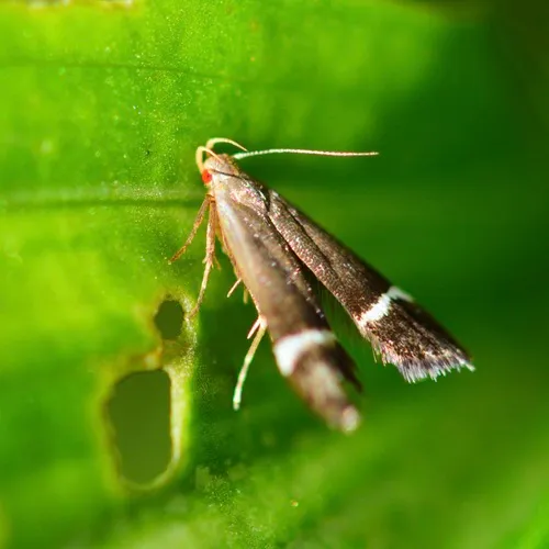Agrimony Anacampsis Moth