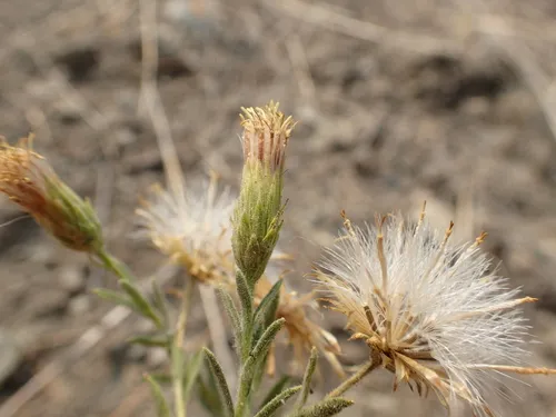 Narrowleaf Brickellbush