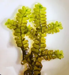 Pinnate Scalewort thumbnail 3