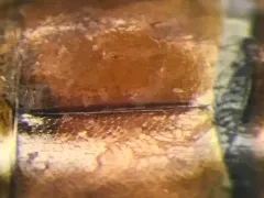 Tachyporus dispar thumbnail 1