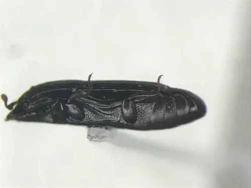 Platysoma coarctatum