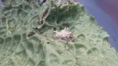 Gibellula arachnophila thumbnail 3