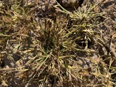 foxtail prickle grass thumbnail 3