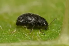 Epitrix pubescens thumbnail 2