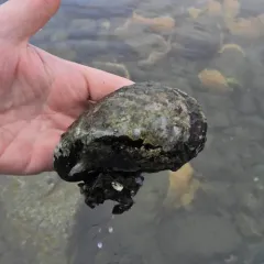 Northern Horse Mussel thumbnail 2