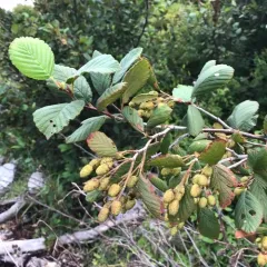 green alder thumbnail 3