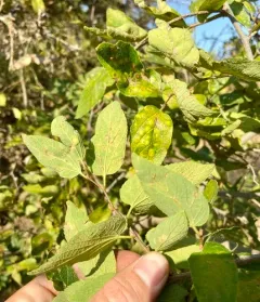 netleaf hackberry thumbnail 2