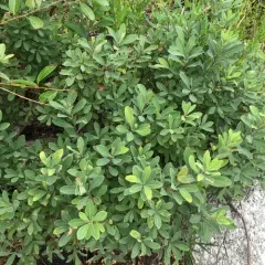 bog myrtle thumbnail 4