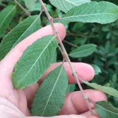 bebb's willow thumbnail 3
