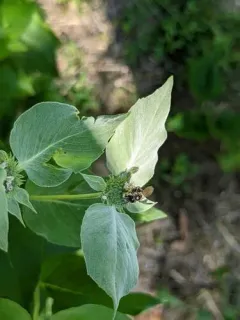 Pointed Sweat Bee thumbnail 1