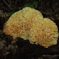 Eastern cauliflower mushroom thumbnail 2