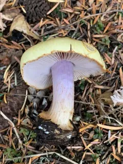 Calonarius callochrous thumbnail 2