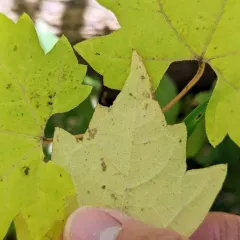 summer grape thumbnail 3