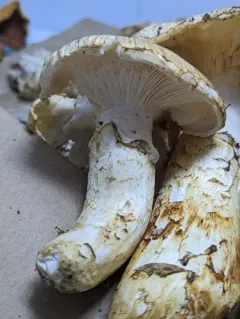 American matsutake thumbnail 4